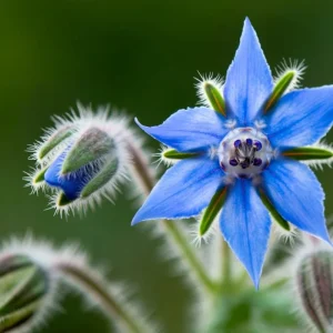 Borage Heirloom Seeds - Borago Officinalis, 100 Seeds, Edible & Pollinator Friendly - Image 1