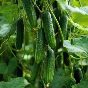 Boston Pickling Cucumber Seeds - Heirloom Classic, 50 Seeds for Gardens & Containers - Image 3