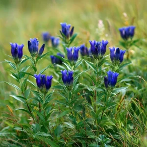 Bottle Gentian Seeds - 100 Deep Blue Perennial Flower Seeds, Outdoor - Image 3
