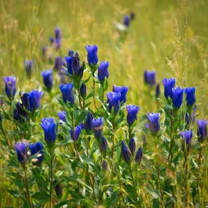 Bottle Gentian Seeds - 100 Deep Blue Perennial Flower Seeds, Outdoor - Image 4
