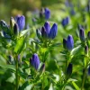 Bottle Gentian Seeds - 100 Deep Blue Perennial Flower Seeds, Outdoor - Image 1