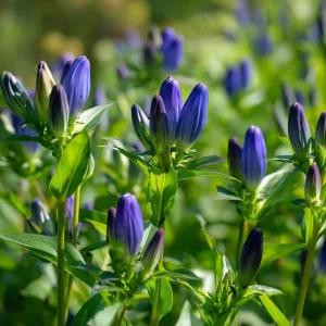Bottle Gentian Seeds - 100 Deep Blue Perennial Flower Seeds, Outdoor - Image 1