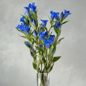 Bottle Gentian Seeds - 100 Deep Blue Perennial Flower Seeds, Outdoor - Image 5
