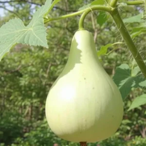 Bottle Gourd Seeds - 20 Calabash Heirloom Seeds for Birdhouses & Crafts - Image 3