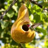 Bottle Gourd Seeds - 20 Calabash Heirloom Seeds for Birdhouses & Crafts - Image 1