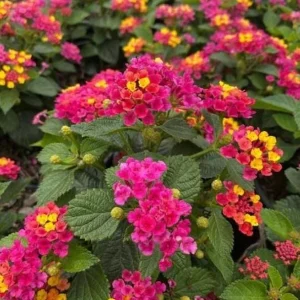 Bright Pink Lantana Live Plants, 2 Per Pot, 4 Inch Tall, 4 Inch Pot, Outdoor - Image 2
