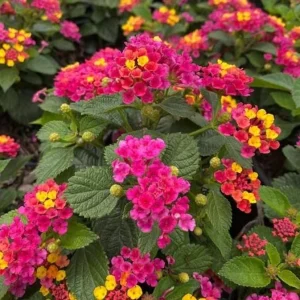 Bright Pink Lantana Live Plants, 2 Per Pot, 4 Inch Tall, 4 Inch Pot, Outdoor - Image 3