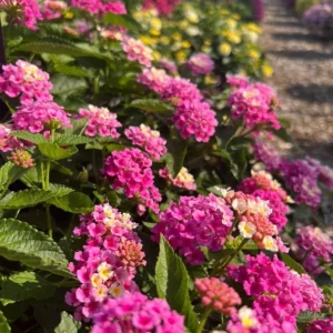 Bright Pink Lantana Live Plants, 2 Per Pot, 4 Inch Tall, 4 Inch Pot, Outdoor - Image 4