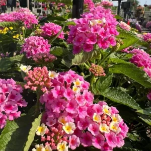 Bright Pink Lantana Live Plants, 2 Per Pot, 4 Inch Tall, 4 Inch Pot, Outdoor - Image 5