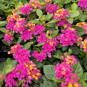 Bright Pink Lantana Live Plants, 2 Per Pot, 4 Inch Tall, 4 Inch Pot, Outdoor - Image 6