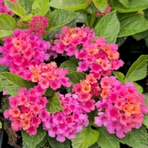 Bright Pink Lantana Live Plants, 2 Per Pot, 4 Inch Tall, 4 Inch Pot, Outdoor - Image 1