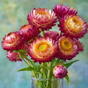 Bright Rose Strawflower Seeds - 50 Count Everlasting Pink Cut Flower Annual - Image 3
