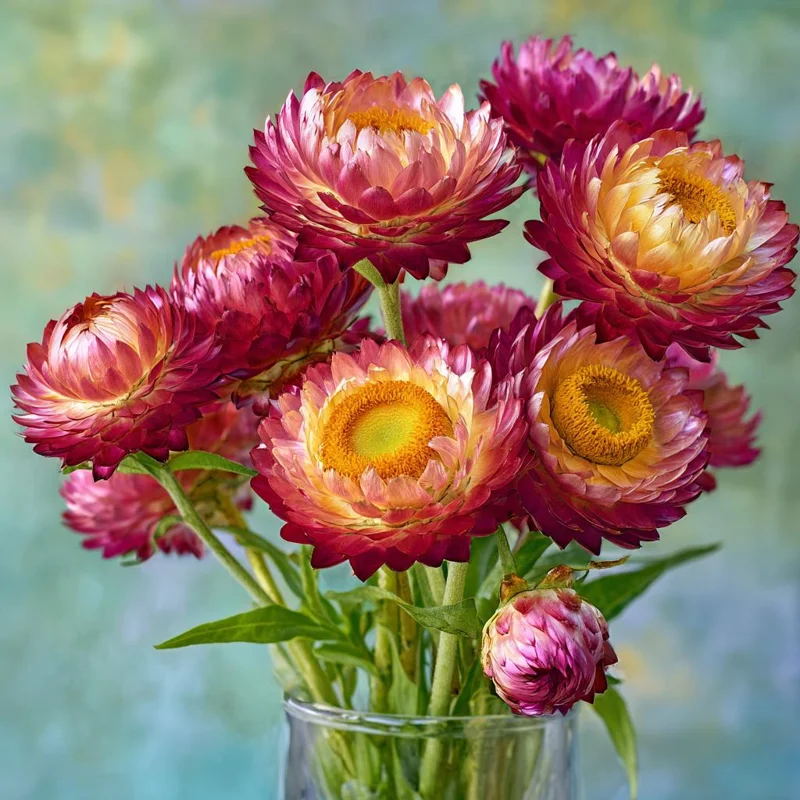 Bright Rose Strawflower Seeds - 50 Count Everlasting Pink Cut Flower Annual - Image 3