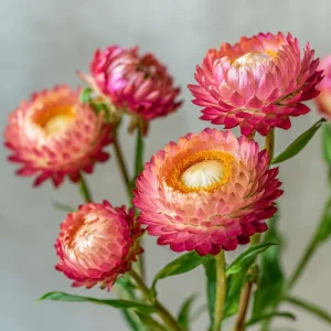 Bright Rose Strawflower Seeds - 50 Count Everlasting Pink Cut Flower Annual - Image 5