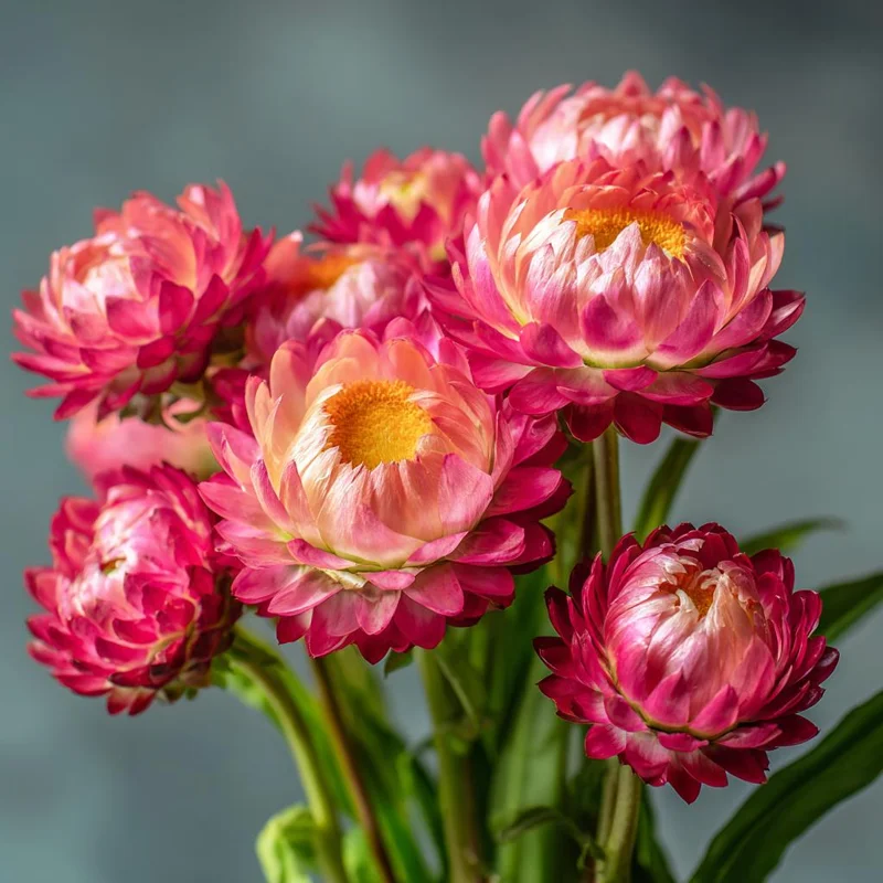 Bright Rose Strawflower Seeds - 50 Count Everlasting Pink Cut Flower Annual - Image 6