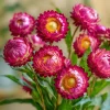 Bright Rose Strawflower Seeds - 50 Count Everlasting Pink Cut Flower Annual - Image 1