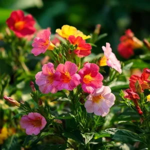 Broken Colors Four O'Clock Seeds - 25 Multicolor Fragrant Blooms - Image 5