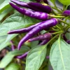 Buena Mulata Pepper Seeds - 10 Hot Heirloom Purple-to-Red Chili Seeds - Image 1