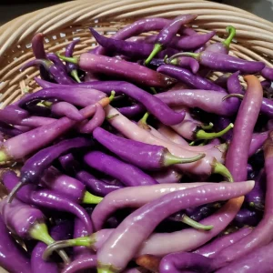 Buena Mulata Pepper Seeds - 10 Hot Heirloom Purple-to-Red Chili Seeds - Image 3