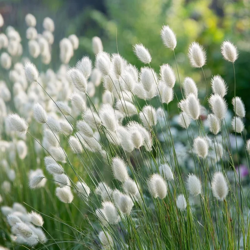 Bunny Tails Grass Seeds - Lagurus ovatus, Heirloom Ornamental Grass, 50 Seeds, Outdoor - Image 2