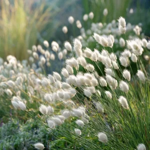 Bunny Tails Grass Seeds - Lagurus ovatus, Heirloom Ornamental Grass, 50 Seeds, Outdoor - Image 3