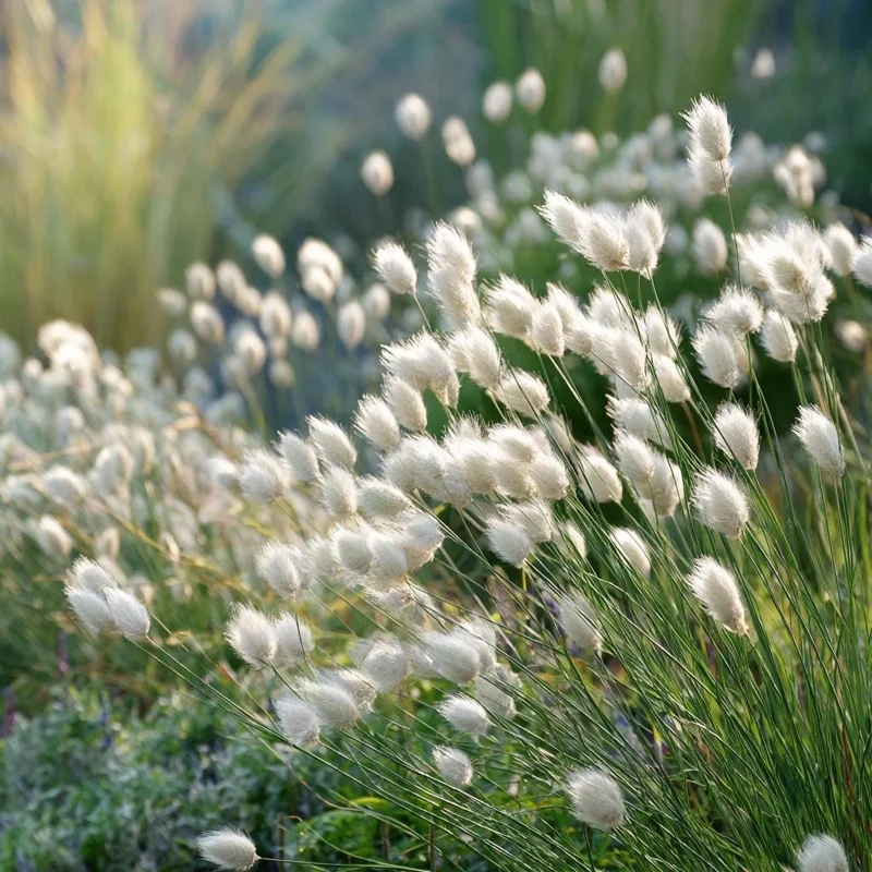 Bunny Tails Grass Seeds - Lagurus ovatus, Heirloom Ornamental Grass, 50 Seeds, Outdoor - Image 3
