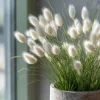 Bunny Tails Grass Seeds - Lagurus ovatus, Heirloom Ornamental Grass, 50 Seeds, Outdoor - Image 1