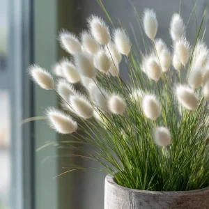 Bunny Tails Grass Seeds - Lagurus ovatus, Heirloom Ornamental Grass, 50 Seeds, Outdoor - Image 1