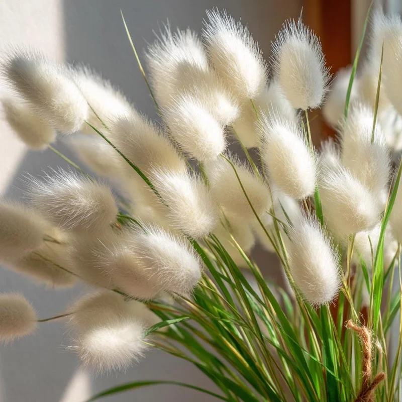 Bunny Tails Grass Seeds - Lagurus ovatus, Heirloom Ornamental Grass, 50 Seeds, Outdoor - Image 6
