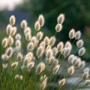 Bunny Tails Grass Seeds - Lagurus ovatus, Heirloom Ornamental Grass, 50 Seeds, Outdoor - Image 8