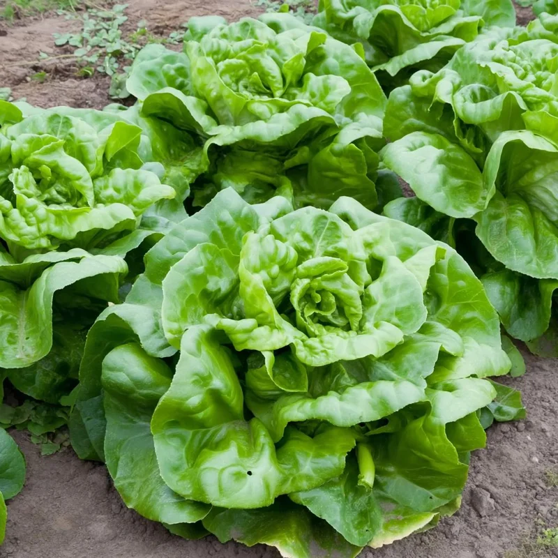 Butterhead Lettuce Seeds - 500 Heirloom Non-GMO Vegetable Seeds for Garden - Image 2