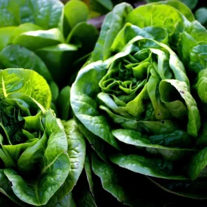 Butterhead Lettuce Seeds - 500 Heirloom Non-GMO Vegetable Seeds for Garden - Image 3