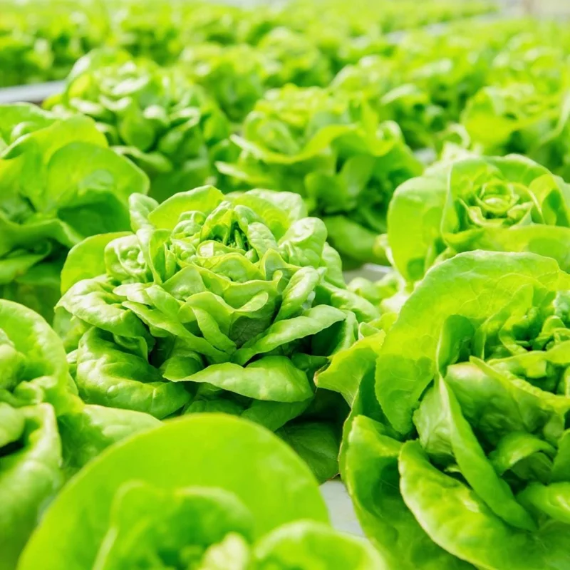 Butterhead Lettuce Seeds - 500 Heirloom Non-GMO Vegetable Seeds for Garden - Image 4