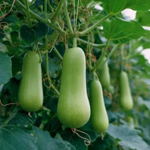 Calabash Gourd Seeds - 15 Edible Lauki Opo Bottle Gourd Seeds - Image 2