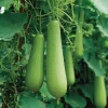 Calabash Gourd Seeds - 15 Edible Lauki Opo Bottle Gourd Seeds - Image 1