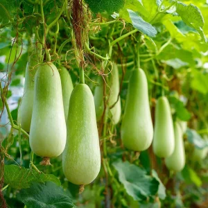 Calabash Gourd Seeds - 15 Edible Lauki Opo Bottle Gourd Seeds - Image 3