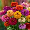California Giant Zinnia Seeds – Heirloom Double Blooms, Vibrant Colors, 50 Seed Packet - Image 1