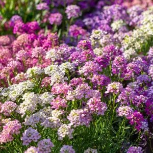 Candytuft Mixed Color Seeds - Heirloom Iberis umbellata, 200 Seeds, Annual Flower for Gardens & Borders - Image 2
