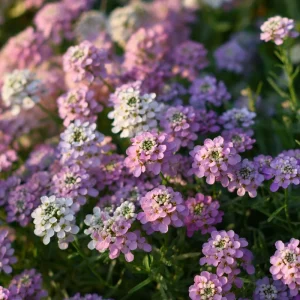Candytuft Mixed Color Seeds - Heirloom Iberis umbellata, 200 Seeds, Annual Flower for Gardens & Borders - Image 5
