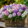 Candytuft Mixed Color Seeds - Heirloom Iberis umbellata, 200 Seeds, Annual Flower for Gardens & Borders - Image 1