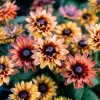 Caramel Rudbeckia Seeds - 25 Seeds, Golden-Bronze Blooms, Easy-to-Grow Perennial - Image 1