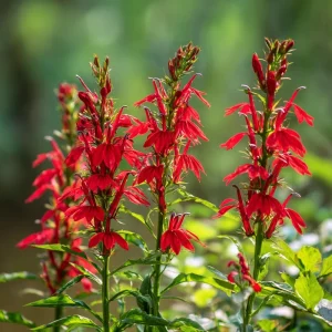 Cardinal Flower Lobelia Seeds - 250 Heirloom Lobelia cardinalis Seeds for Pollinator Gardens - Image 4