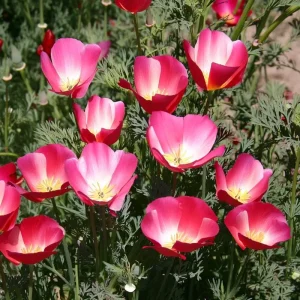 Carmine King California Poppy Seeds - 250 Vibrant Red Wildflower Seeds - Image 2
