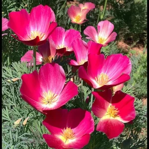 Carmine King California Poppy Seeds - 250 Vibrant Red Wildflower Seeds - Image 3