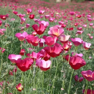 Carmine King California Poppy Seeds - 250 Vibrant Red Wildflower Seeds - Image 4