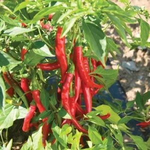 Cayenne Hot Pepper Live Plant - 2 Plants, 4 Inch Tall Pot - Spicy Chili - Image 2