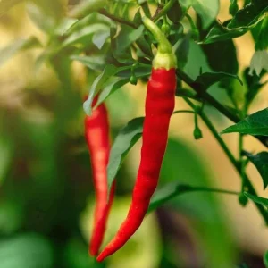 Cayenne Hot Pepper Live Plant - 2 Plants, 4 Inch Tall Pot - Spicy Chili - Image 3