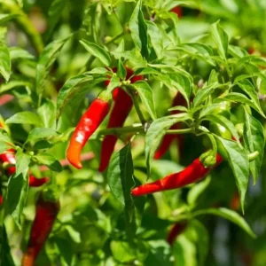 Cayenne Hot Pepper Live Plant - 2 Plants, 4 Inch Tall Pot - Spicy Chili - Image 4