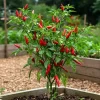 Cayenne Hot Pepper Live Plant - 2 Plants, 4 Inch Tall Pot - Spicy Chili - Image 1