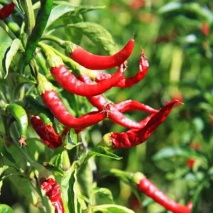 Cayenne Hot Pepper Live Plant - 2 Plants, 4 Inch Tall Pot - Spicy Chili - Image 5